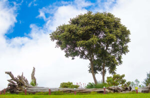 Imagen de El Árbol de los Sueños, fuente de premoniciones